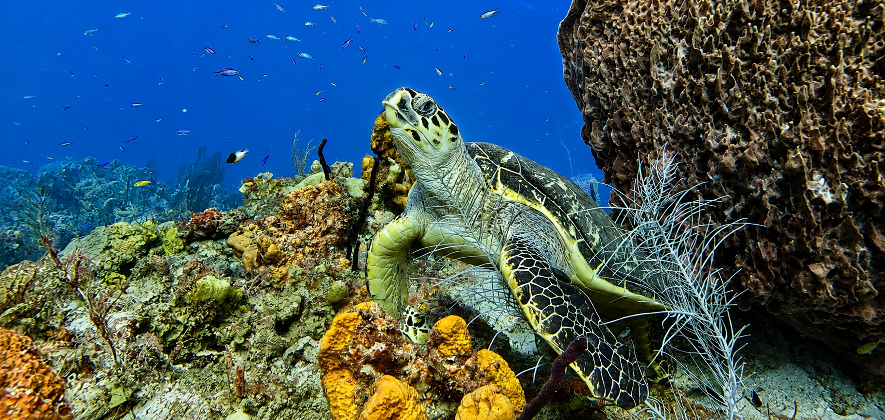 Anse Cochon Marine Reserve Snorkelling Tour