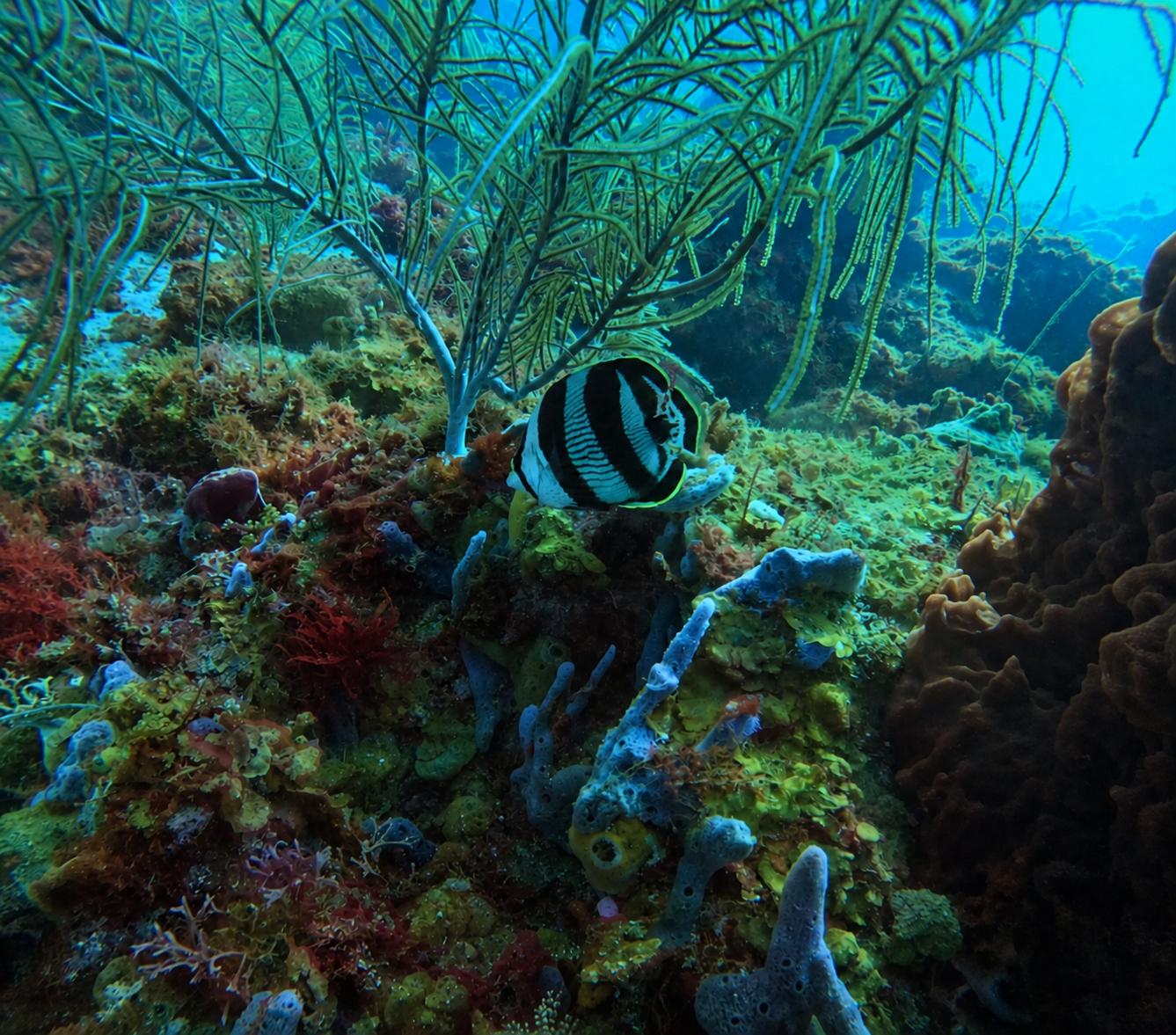 A butterflyfish moving through sea fans on a Saint Lucia reef