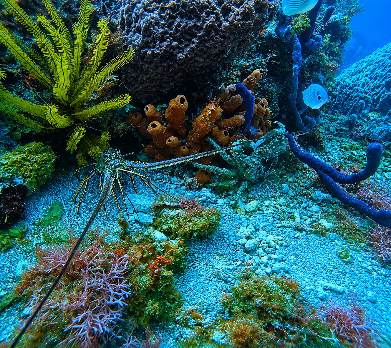 A spiny lobster on a Saint Lucia reef alongside sponges and corals